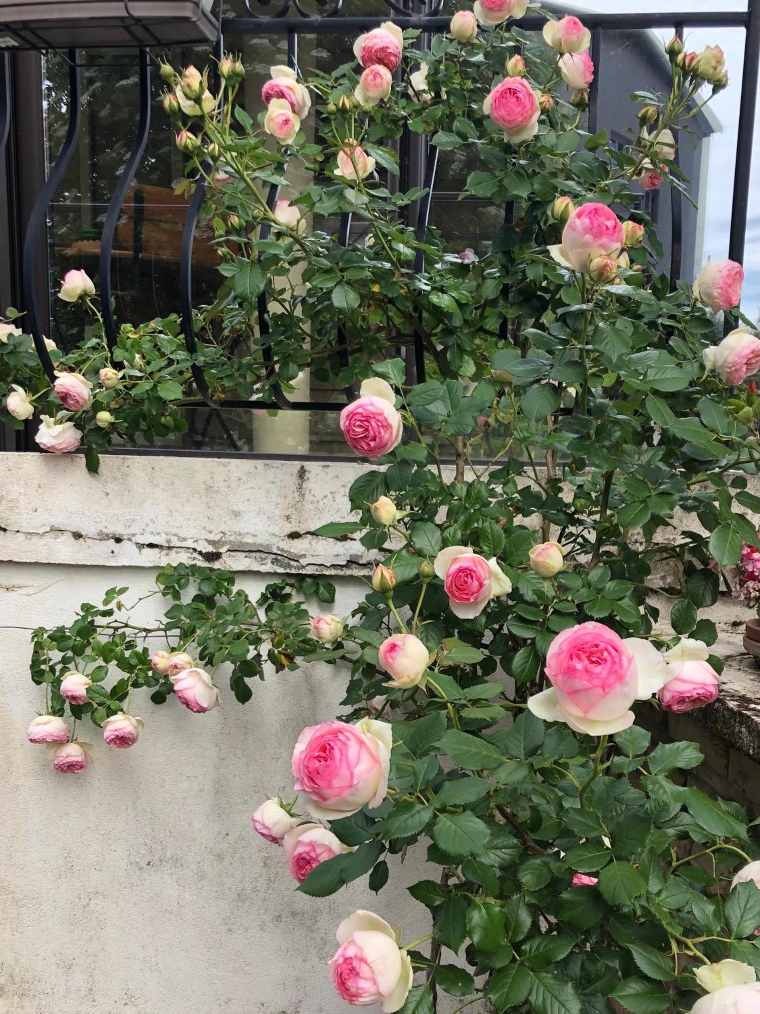 ביון Le Jardin Des Verottes מראה חיצוני תמונה